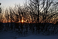 Evening Winter Trees 5