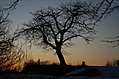 That tree again