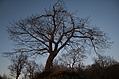 Evening Winter Tree