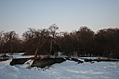 Winter forest