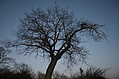 Tree with Moon