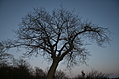 Tree with Moon 2