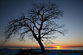 Winter Tree at Sunset