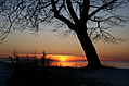That tree again