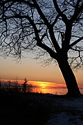 That tree again