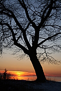 That tree again