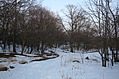 Winter forest