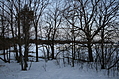 Winter trees