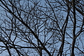Looking up through the trees