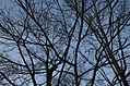 Looking up through the trees 2