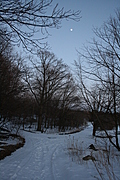 Winter forest with moon 1