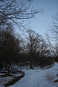 Winter forest with moon 2