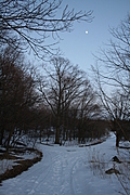 Winter forest with moon 3
