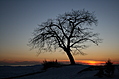 Point Petre Tree in Winter at Sunset 1
