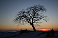 Point Petre Tree in Winter at Sunset 2