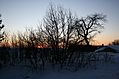 Winter sunset trees