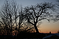 Point Petre Trees at Sunset 1