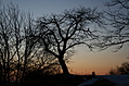 Point Petre Trees at Sunset 2