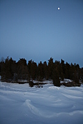Winter trees 1