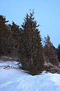 Winter Evergreen Tree
