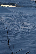 Footprints in the snow 1