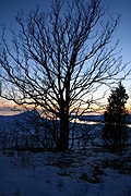 Winter tree