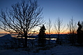 Winter tree 2