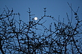 Moon through branches