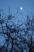 blurry thorny branches texture 1