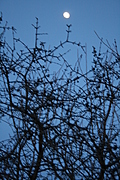 blurry thorny branches texture 2