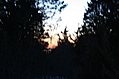 Winter evergreens abstract