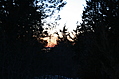 Winter evergreens