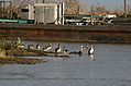 Birds 1