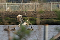 Birds 2