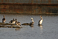 Birds 3