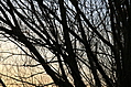 Sunset trees