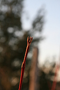 Bud