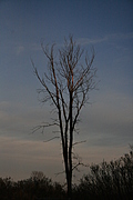 Elm tree against a darkening sky