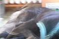 Dog in motion