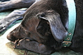 Dog not in motion