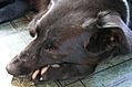 Doggy