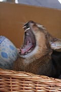 Big Yawn