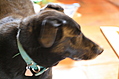 Reuben the Dog
