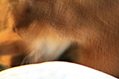 Abstract Cat