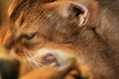 Yawn with motion blur