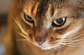 mmmm sharp kitty
