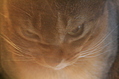 Under-exposed Cat