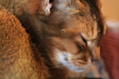 weird cat-fur effect