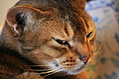 mmmm purrr