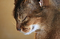 Blinking cat profile